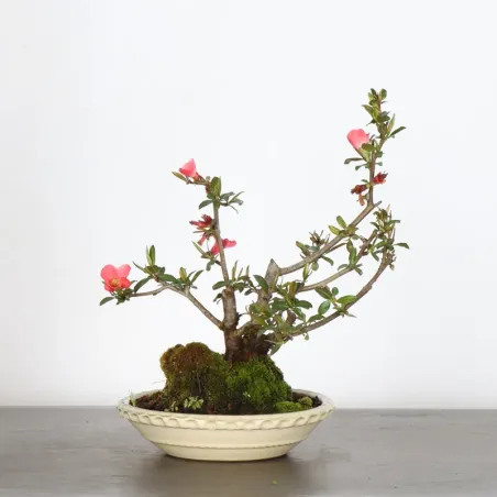 image supplémentaire - Japanese quince...