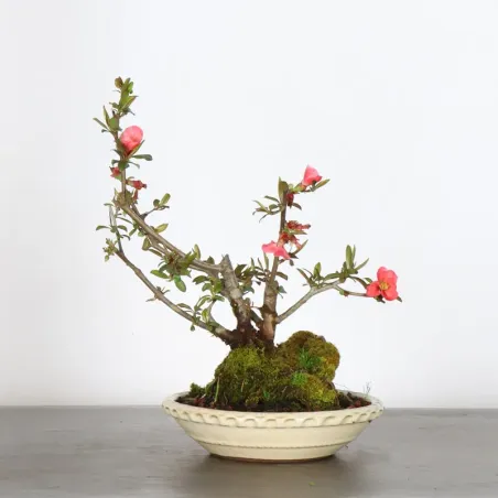 Bonsai Chaenomeles Japonica