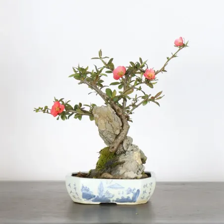 Bonsai Chaenomeles Japonica