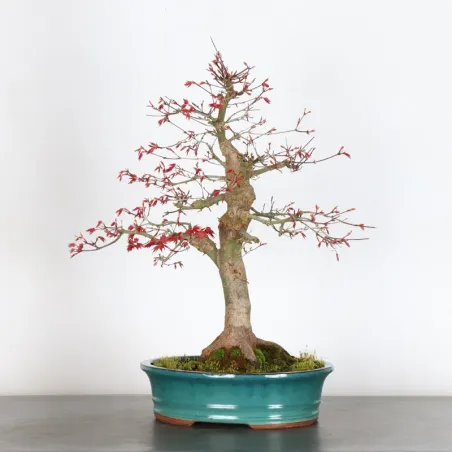 Bonsai Acer Deshojo AD-2-9