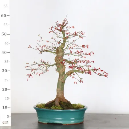 image supplémentaire - ÉRABLE ROUGE DU JAPON "ACER...