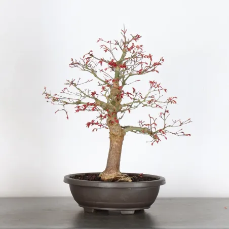 Bonsai Acer Deshojo AD-3-7