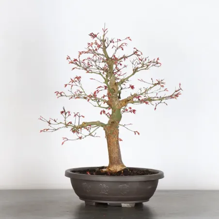 image supplémentaire - érable du japon "acer...