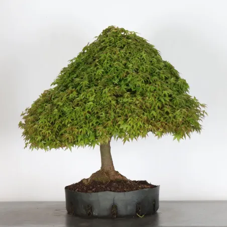 Érable du Japon "ACER KIYOHIME" 1-17