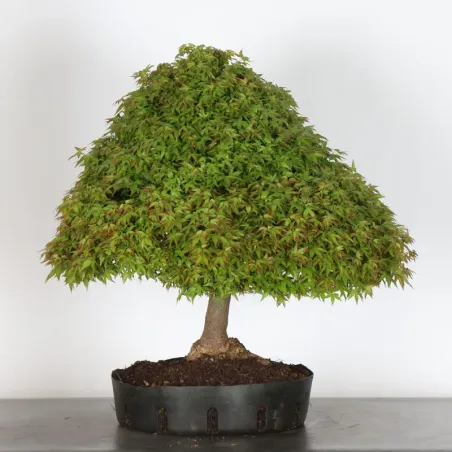 image supplémentaire - Érable du Japon "ACER...