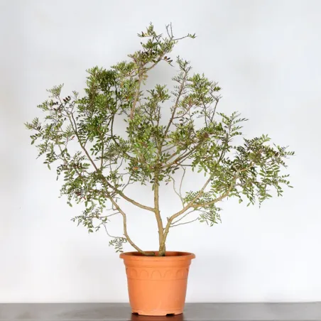 GARDEN TREE MASTIC TREE "PISTACIA LENTISCUS" 1-1