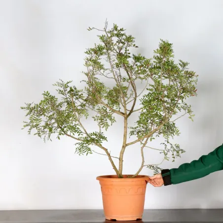 image supplémentaire - ARBRE DE JARDIN PISTACHIER...