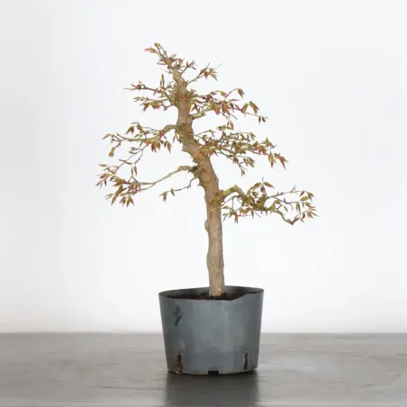 Bonsai Acer Palmatum AP-1-15
