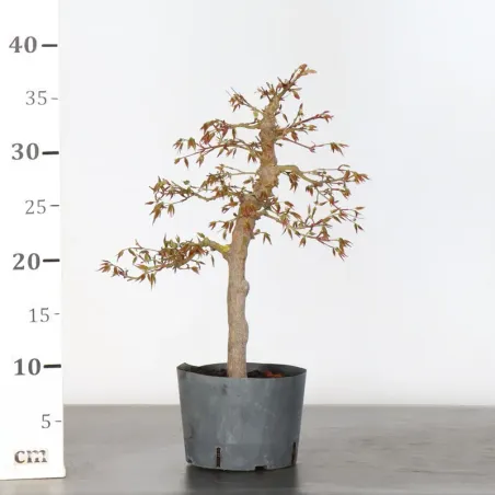 image supplémentaire - ERABLE DU JAPON "ACER...