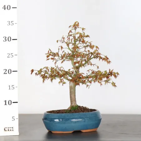 image supplémentaire - ERABLE DU JAPON "ACER...