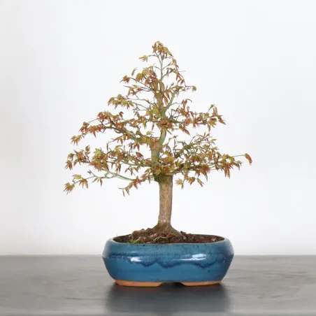 Bonsai Acer Palmatum AP-1-16