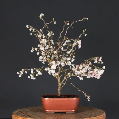 Bonsai Prunus Kojo No Mai