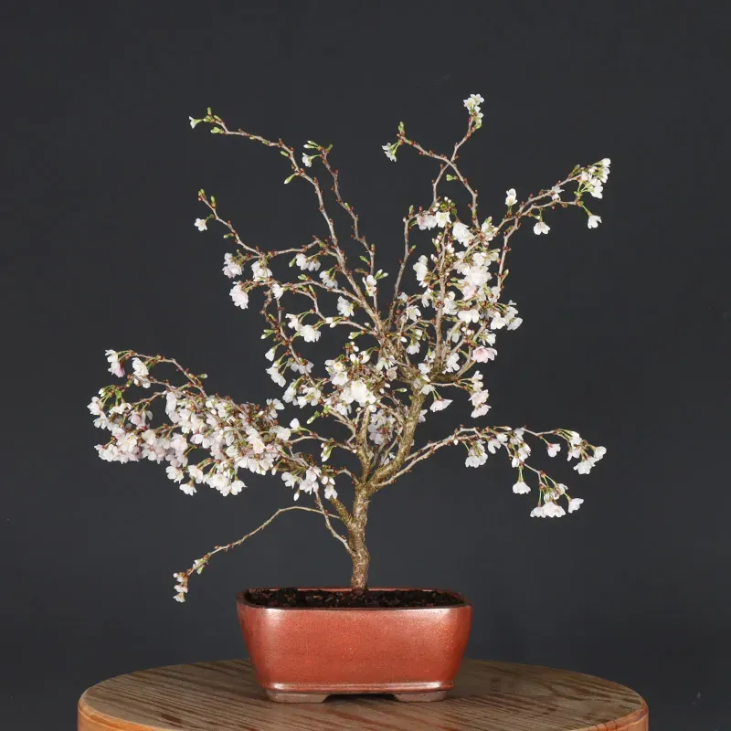 image supplémentaire - JAPANESE CHERRY TREE...