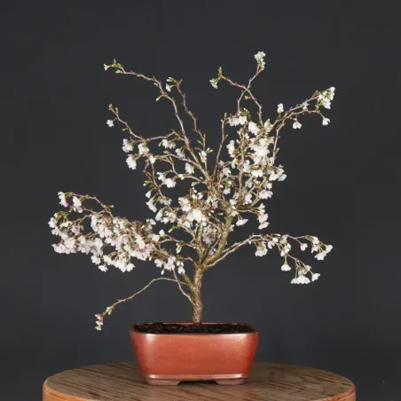 image supplémentaire - CERISIER DU JAPON "PRUNUS...