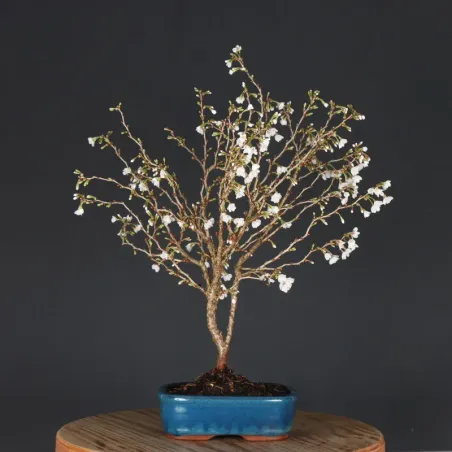 JAPANESE CHERRY TREE "PRUNUS KOJO NO MAI" 1-5