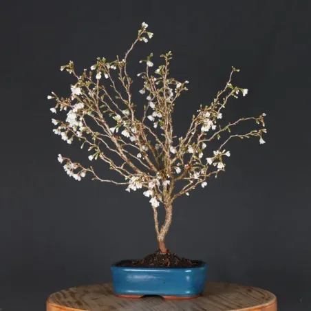 image supplémentaire - JAPANESE CHERRY TREE...