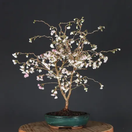 CERISIER DU JAPON "PRUNUS KOJO NO MAI" 1-7