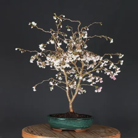 image supplémentaire - CERISIER DU JAPON "PRUNUS...