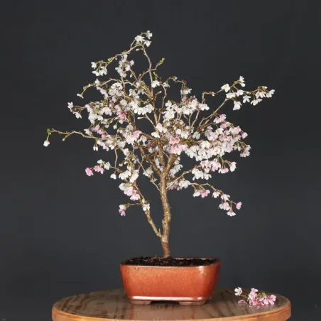 JAPANESE CHERRY TREE "PRUNUS KOJO NO MAI" 1-10