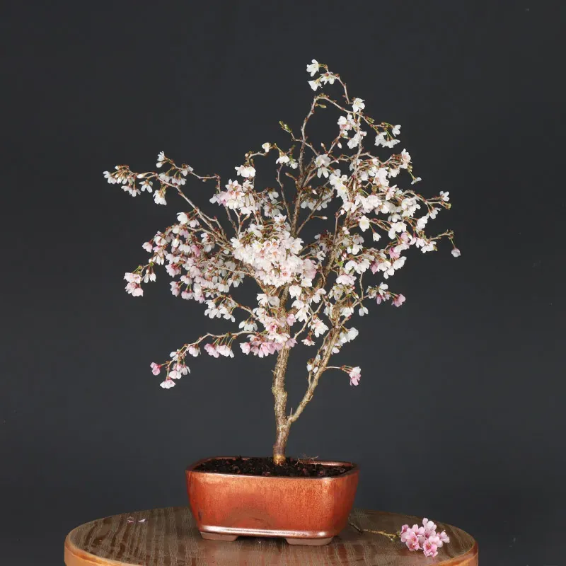 image supplémentaire - JAPANESE CHERRY TREE...