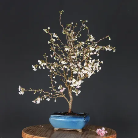 JAPANESE CHERRY TREE "PRUNUS KOJO NO MAI" 1-15