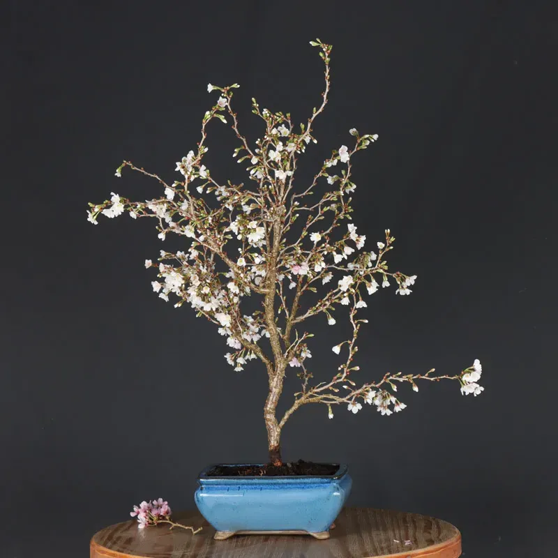 image supplémentaire - CERISIER DU JAPON "PRUNUS...