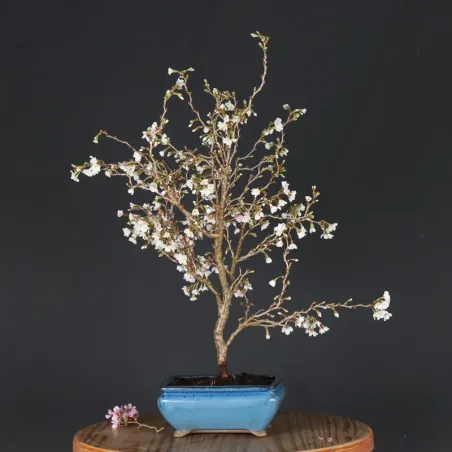 image supplémentaire - JAPANESE CHERRY TREE...