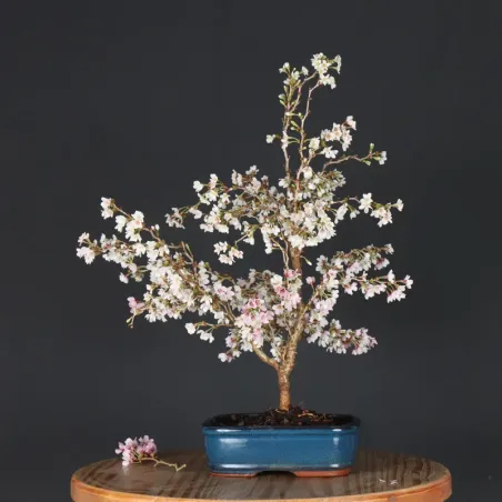 JAPANESE CHERRY TREE "PRUNUS KOJO NO MAI" 1-17