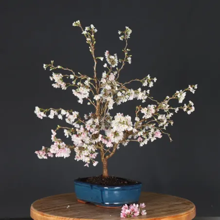 image supplémentaire - CERISIER DU JAPON "PRUNUS...