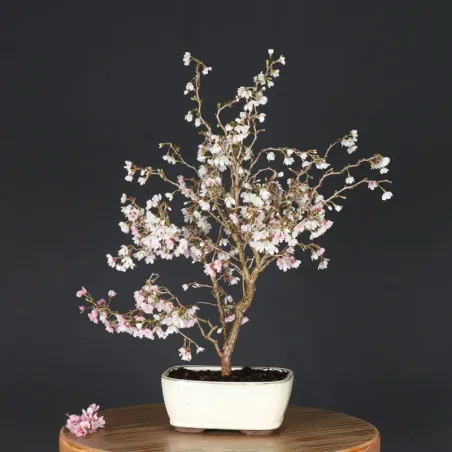 JAPANESE CHERRY TREE "PRUNUS KOJO NO MAI" 1-18