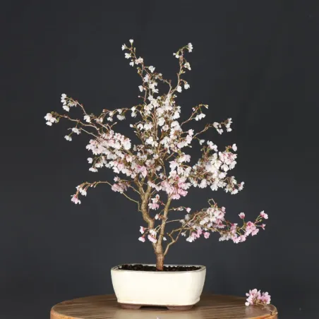 image supplémentaire - CERISIER DU JAPON "PRUNUS...