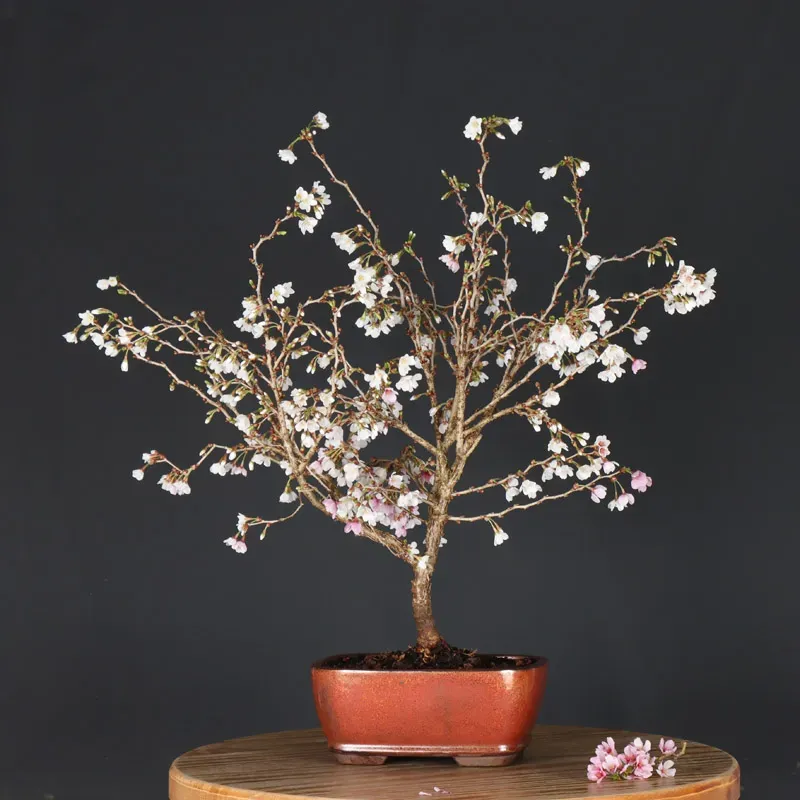 JAPANESE CHERRY TREE "PRUNUS KOJO NO MAI" 1-23