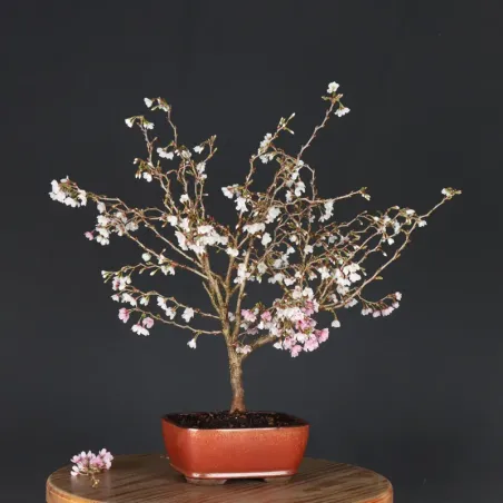 image supplémentaire - CERISIER DU JAPON "PRUNUS...