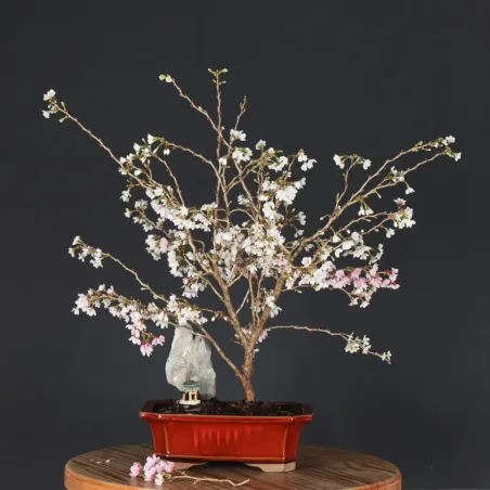 Japanese cherry tree "prunus kojo no mai" 2-12