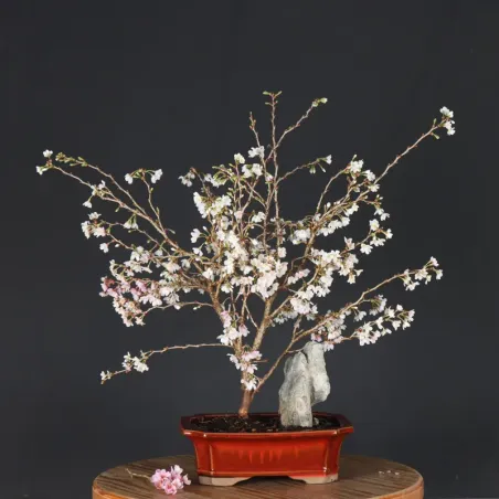 image supplémentaire - Japanese cherry tree...