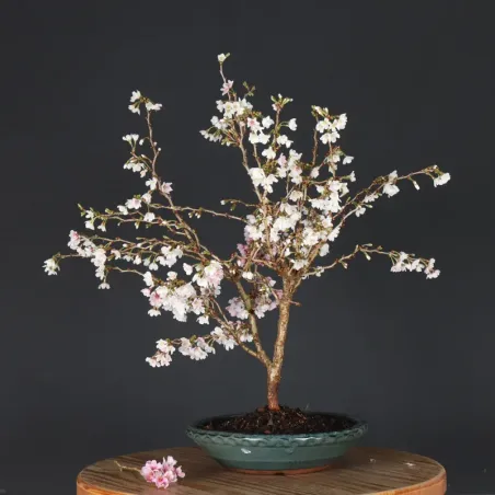 CERISIER DU JAPON "PRUNUS KOJO NO MAI" 2-14