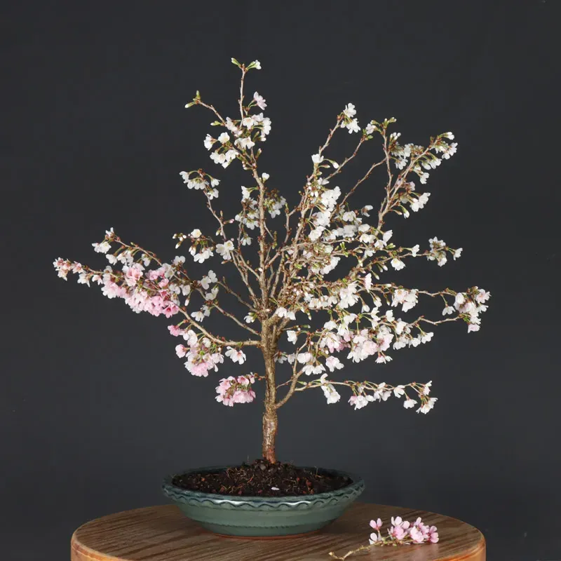 image supplémentaire - Japanese cherry tree...