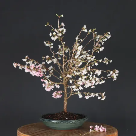 image supplémentaire - Japanese cherry tree...