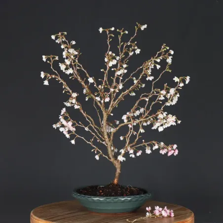 Japanese cherry tree "prunus kojo no mai" 2-16