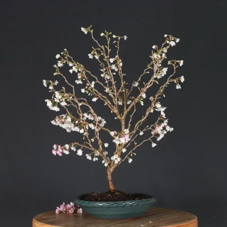 image supplémentaire - CERISIER DU JAPON "PRUNUS...