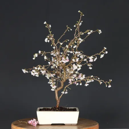 Japanese cherry tree "prunus kojo no mai" 2-17