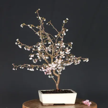 image supplémentaire - CERISIER DU JAPON "PRUNUS...