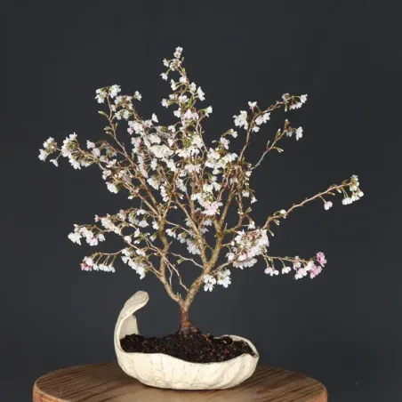 CERISIER DU JAPON "PRUNUS KOJO NO MAI" 2-18