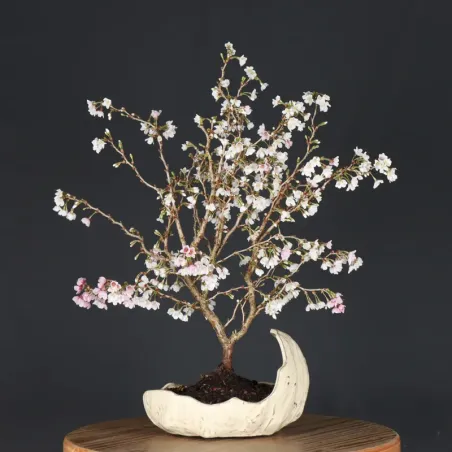 image supplémentaire - CERISIER DU JAPON "PRUNUS...