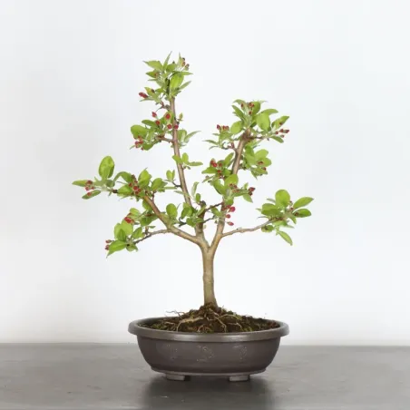 BONSAI APPLE TREE "MALUS EVERESTE" 1-1