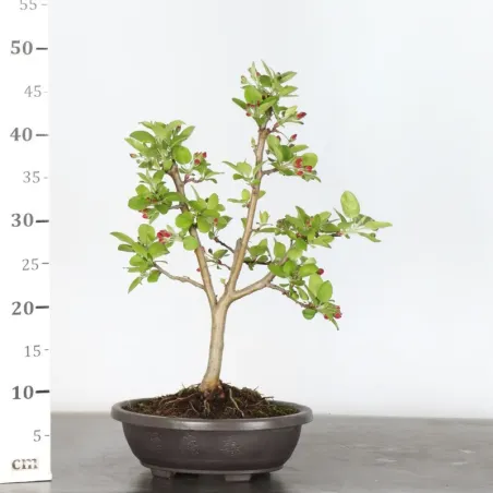 image supplémentaire - POMMIER "MALUS EVERESTE" 1-1