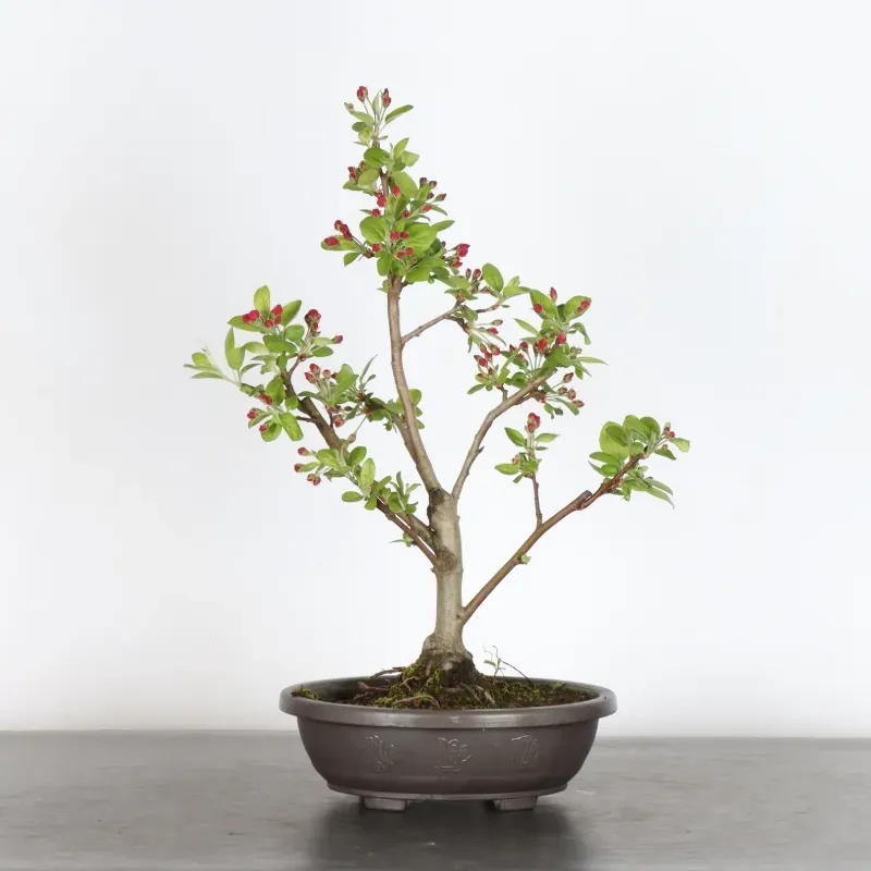 Bonsai Apple Tree