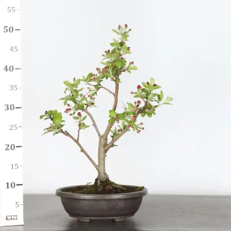 image supplémentaire - POMMIER "MALUS EVERESTE" 1-2