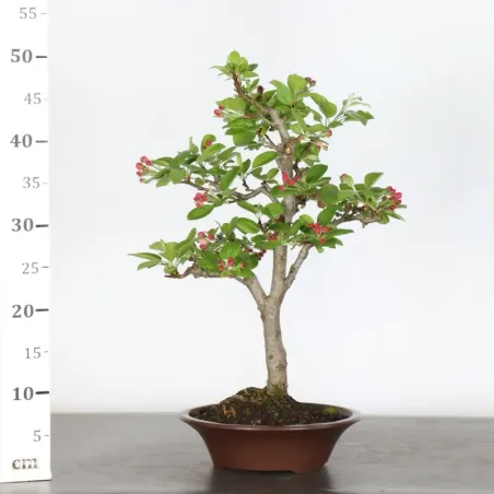 image supplémentaire - POMMIER "MALUS EVERESTE" 1-3