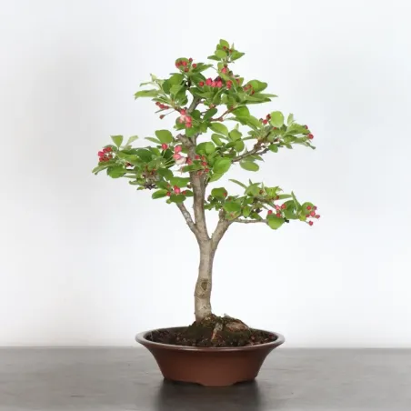 BONSAI APPLE TREE "MALUS EVERESTE" 1-3